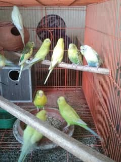 Austrelian parrots breaders