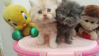 Persian kittens and cats available 03250992331 Whatsapp number