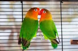 Healthy Breeder Pair of Love Bird's (Green Fisheries)