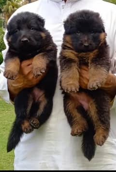 German shepherd puppies 03700502245