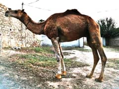 camel Sell for Qurbani /Contact whatsapp 03438022007