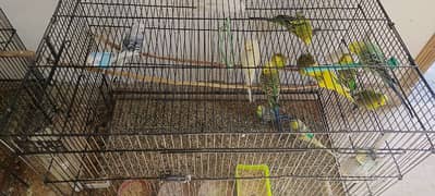 exhibition budgies and budgies breeder pair for sale