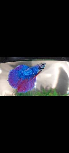 Betta Fish with Imported Bowl best Quality