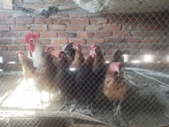 10 hens mix misri' golden'desi one cock