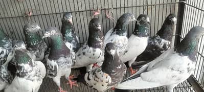high flyer pigeons ,kaboter, for sale