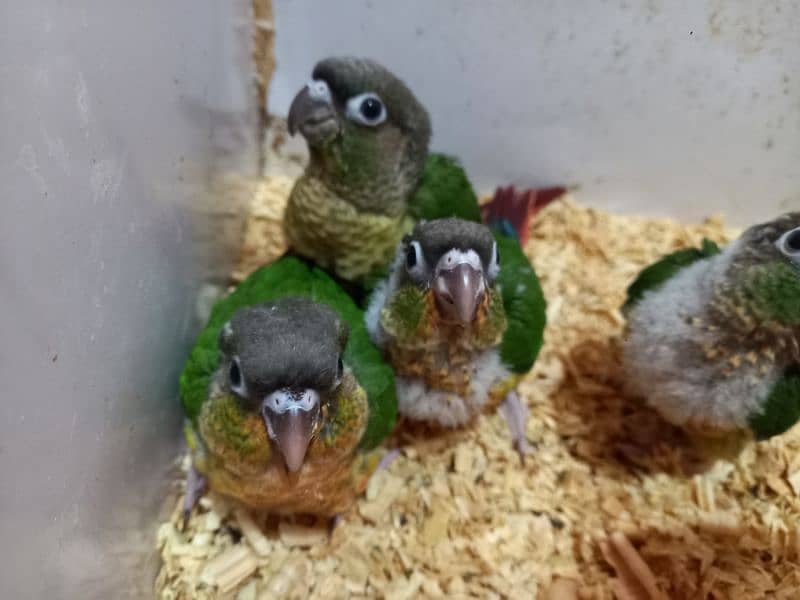 Red factor conure chick parrots 1