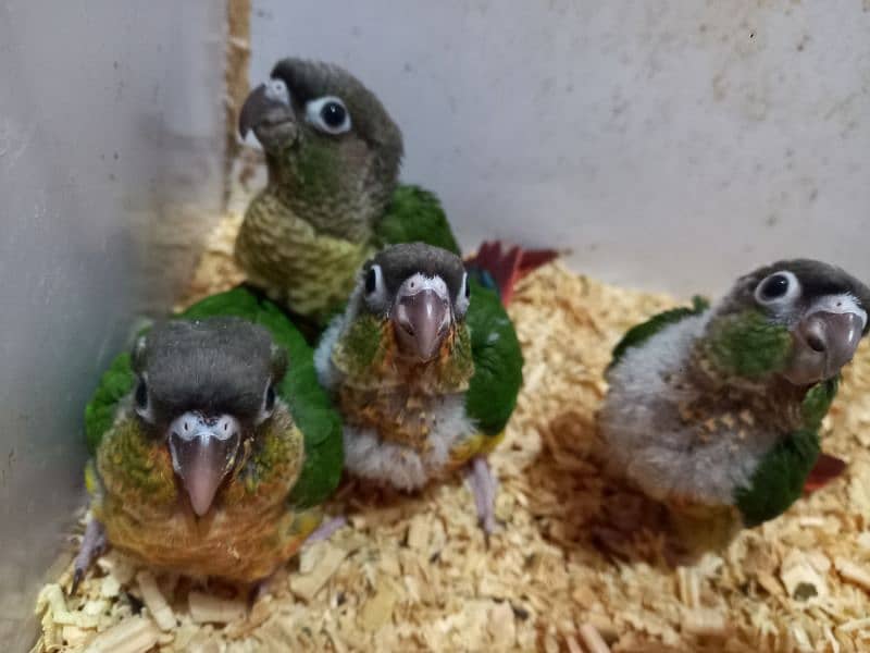 Red factor conure chick parrots 3