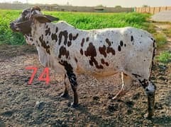 Affordable Qurbani Bulls | Cow | Bachia | Janwar | Bachra