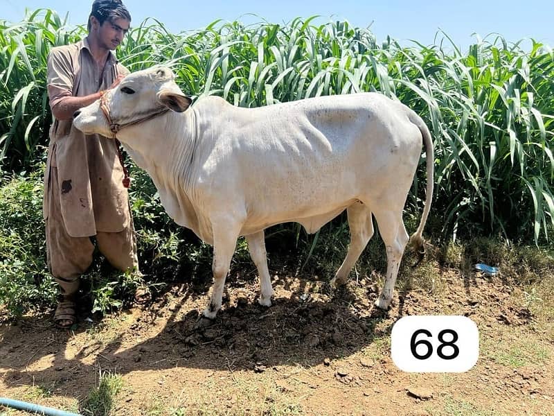 Affordable Qurbani Bulls | Cows | Bachia | Janwar | Bachra 2