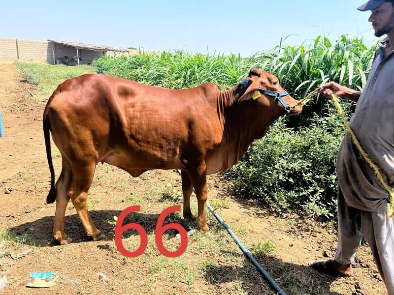 Affordable Qurbani Bulls | Cows | Bachia | Janwar | Bachra 3
