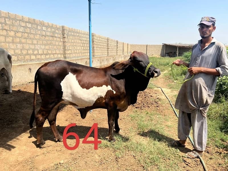 Affordable Qurbani Bulls | Cows | Bachia | Janwar | Bachra 5