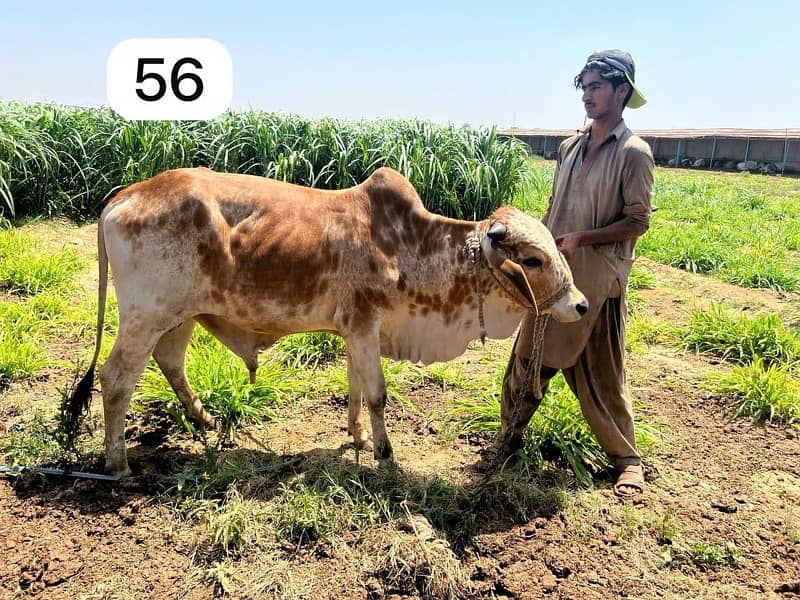 Affordable Qurbani Bulls | Cows | Bachia | Janwar | Bachra 4
