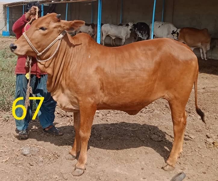 Affordable Qurbani Bulls | Cows | Bachia | Janwar | Bachra 7