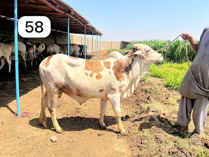 Affordable Qurbani Bulls | Cows | Bachia | Janwar | Bachra 8