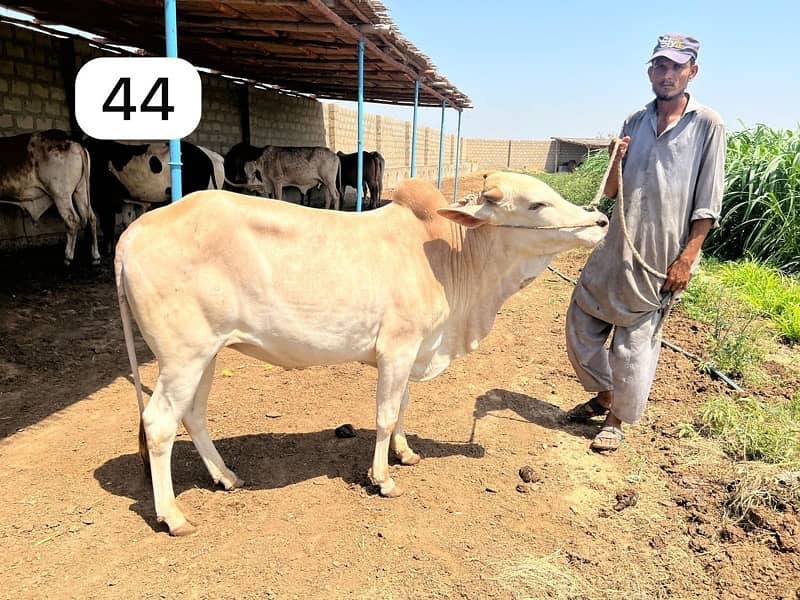 Affordable Qurbani Bulls | Cows | Bachia | Janwar | Bachra 9