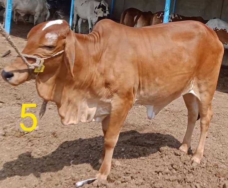 Affordable Qurbani Bulls | Cows | Bachia | Janwar | Bachra 11
