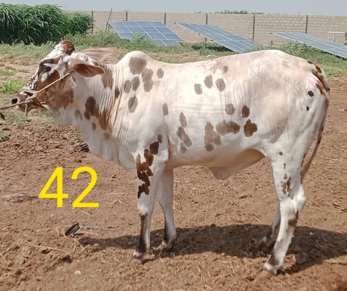 Affordable Qurbani Bulls | Cows | Bachia | Janwar | Bachra 13