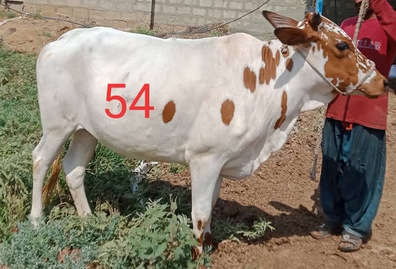Affordable Qurbani Bulls | Cows | Bachia | Janwar | Bachra 14