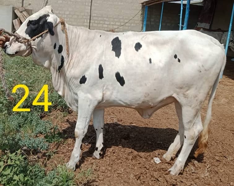 Affordable Qurbani Bulls | Cows | Bachia | Janwar | Bachra 15