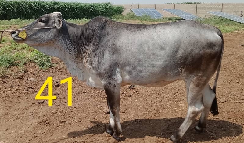 Affordable Qurbani Bulls | Cows | Bachia | Janwar | Bachra 16