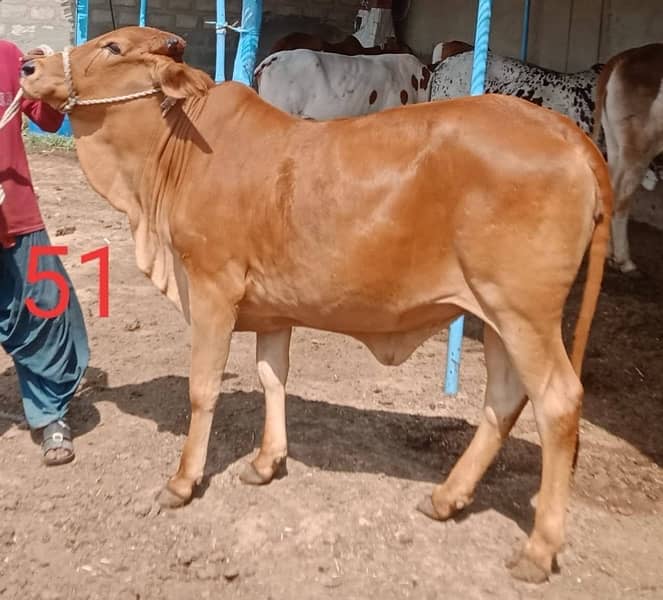 Affordable Qurbani Bulls | Cows | Bachia | Janwar | Bachra 17