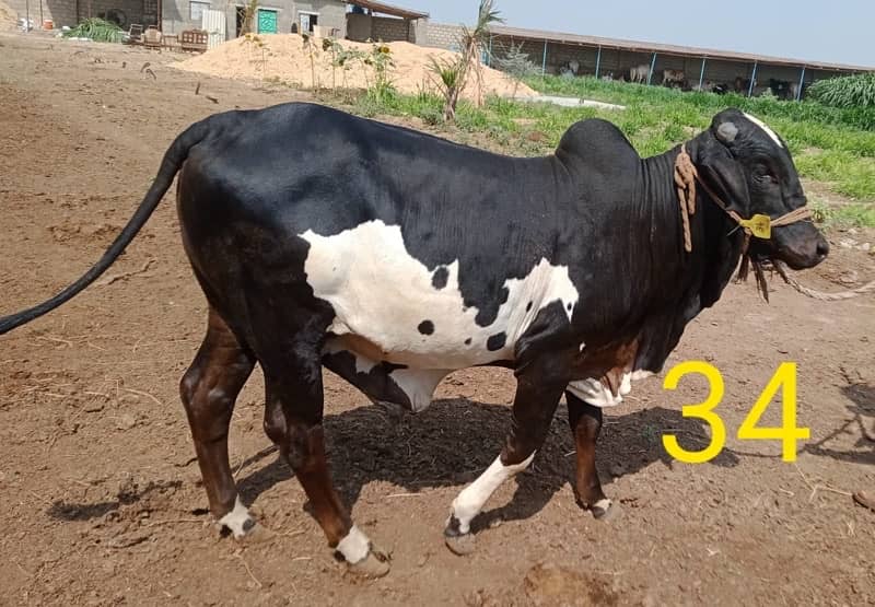Affordable Qurbani Bulls | Cows | Bachia | Janwar | Bachra 18