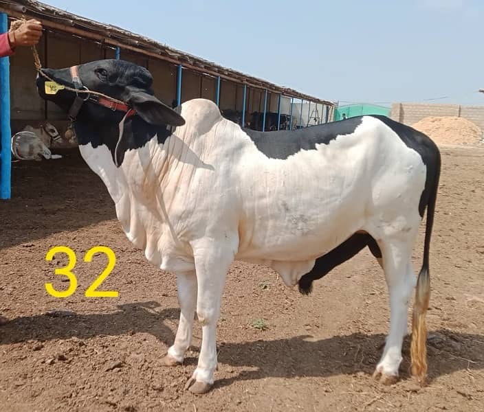 Affordable Qurbani Bulls | Cows | Bachia | Janwar | Bachra 19