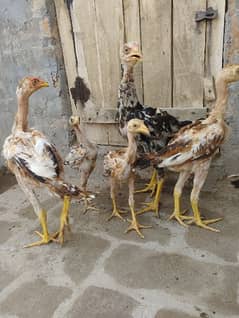 Aseel 6 Months chicks fully active healthy chicks