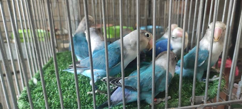 love birds | Breeder pair | Albino red eye | parblue split ino |parrot 16
