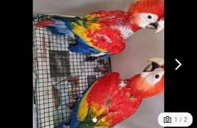red macaw parrot chips for sale 0329=75=16=584