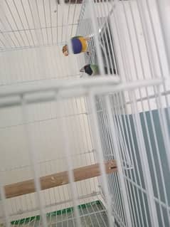 breeder pair of finches for sale with box