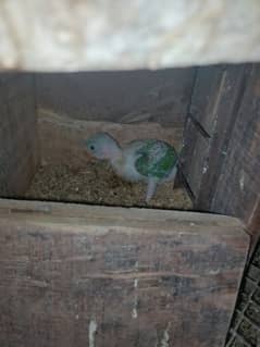 raw perrot jumbo size chik available