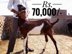 Qurbani goats for sale