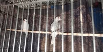 Diamond Dove breeder pair for sale