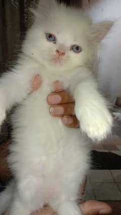 persain cat male kitten for sale