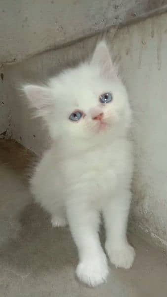 persain cat male kitten for sale 1