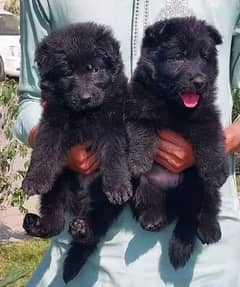 Black German shepherd Puppies | German shepherd long Coat Pair