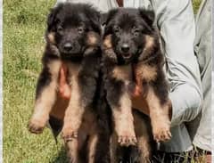 Vaccinated German Shepherd Puppies Available