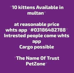 kitten for sale in multan