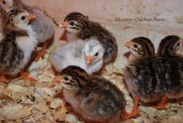 guinea fowl chicks