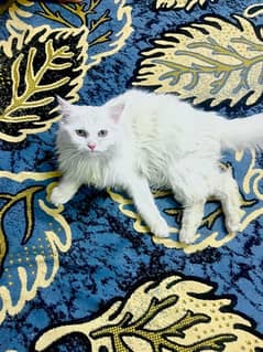 persian cat triple coat