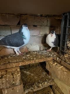 sherazi pigeons