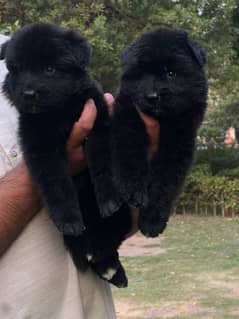 Pedigree Puppies