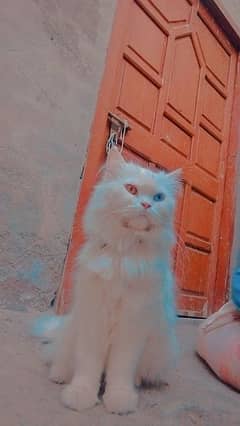 Persian Cat odd eyes triple cout