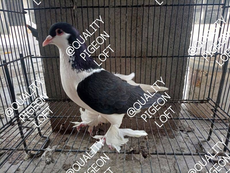 DIFFERENT FANCY PIGEONS BREEDERS ND SINGLE 7