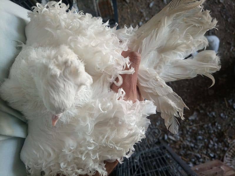 DIFFERENT FANCY PIGEONS BREEDERS ND SINGLE 8