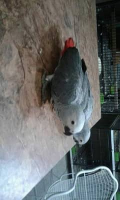 African grey parrot chicks for sale 0348-1798-450