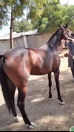 Two Thoroughbred horses for sale