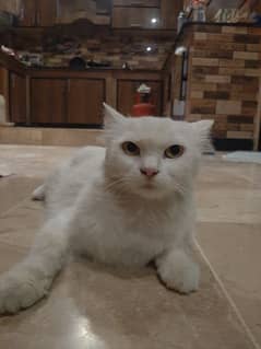 A Persian Cat