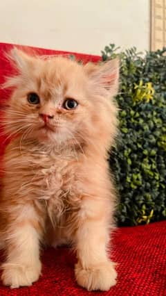 Show Quality Persian Kitten Triple Coat
